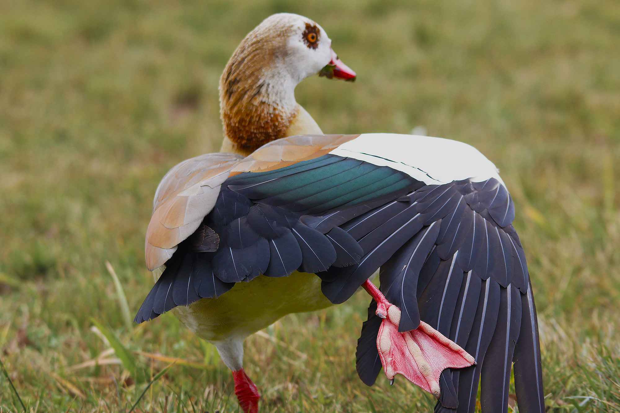 Egyptian Goose